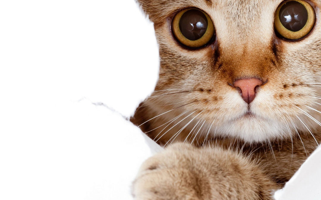 A ginger tabby cat with wide, curious eyes peeks through a ripped hole in a white paper background, extending one paw forward - www.columbusnebraskainsuranceagent.com